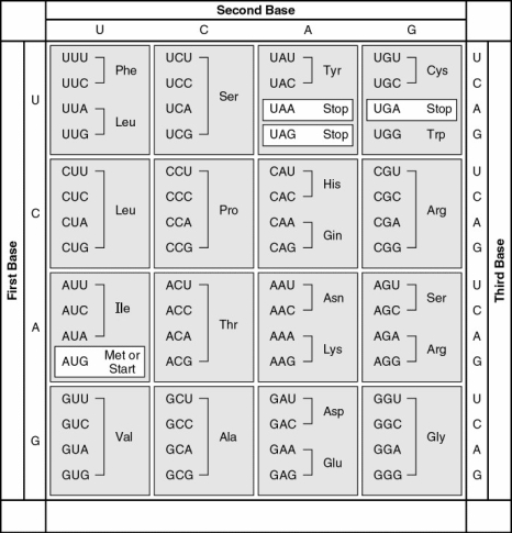 The following questions refer to Figure 17.2, a table of codons.      -What is the sequence of a peptide based on the following mRNA sequence? 5' )  . . UUUUCUUAUUGUCUU 3' A) leu-cys-tyr-ser-phe B) cyc-phe-tyr-cys-leu C) phe-leu-ile-met-val D) leu-pro-asp-lys-gly E) phe-ser-tyr-cys-leu
