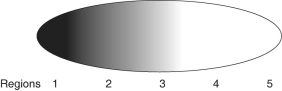 The researcher measures the concentration of the polypeptides from different regions in the early embryo and finds the following pattern (darker shading = greater concentration) :   Which of the following would be his most logical assumption? A) The substance has moved quickly from region 5 to region 1. B) Some other material in the embryo is causing accumulation in region 1 due to differential binding. C) The cytosol is in constant movement, dispersing the polypeptide. D) The substance is produced in region 1 and diffuses toward region 5. E) The substance must have entered the embryo from the environment near region 1.