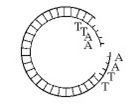 Figure 20.1   -Which enzyme was used to produce the molecule in Figure 20.1? A) ligase B) transcriptase C) a restriction enzyme D) RNA polymerase E) DNA polymerase