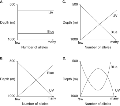Use the following information to answer the questions below. HIV's genome of RNA includes code for reverse transcriptase (RT), an enzyme that acts early in infection to synthesize a DNA genome off of an RNA template. The HIV genome also codes for protease (PR), an enzyme that acts later in infection by cutting long viral polyproteins into smaller, functional proteins. Both RT and PR represent potential targets for antiretroviral drugs. Drugs called nucleoside analogs (NA) act against RT, whereas drugs called protease inhibitors (PI) act against PR. Blue light is that portion of the visible spectrum that penetrates the deepest into bodies of water. Ultraviolet (UV)light, though, can penetrate even deeper. A gene within a population of marine fish that inhabits depths from 500 m to 1,000 m has an allele for a photopigment that is sensitive to UV light, and another allele for a photopigment that is sensitive to blue light. Which graph below best depicts the predicted distribution of these alleles if the fish that carry these alleles prefer to locate themselves where they can see best?