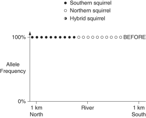 The following questions refer to the paragraph and graphs below. In a hypothetical situation, the National Park Service, which administers Grand Canyon National Park in Arizona, builds a footbridge over the Colorado River at the bottom of the canyon. The footbridge permits interspersal of two closely related antelope squirrels. Previously, one type of squirrel had been restricted to the terrain south of the river, and the other type had been restricted to terrain on the north side of the river. Immediately before and ten years after the bridge's completion, ten antelope squirrels from both sides of the river were collected, blood samples were taken, and frequencies of alleles unique to the two types of antelope squirrels were determined (see graphs below) .        -Speciation A) occurs at such a slow pace that no one has ever observed the emergence of new species. B) occurs only by the accumulation of genetic change over vast expanses of time. C) must begin with the geographic isolation of a small, frontier population. D) proceeds at a uniform tempo across all taxa. E) can involve changes involving a single gene.
