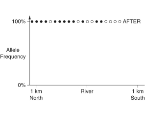 The following questions refer to the paragraph and graphs below. In a hypothetical situation, the National Park Service, which administers Grand Canyon National Park in Arizona, builds a footbridge over the Colorado River at the bottom of the canyon. The footbridge permits interspersal of two closely related antelope squirrels. Previously, one type of squirrel had been restricted to the terrain south of the river, and the other type had been restricted to terrain on the north side of the river. Immediately before and ten years after the bridge's completion, ten antelope squirrels from both sides of the river were collected, blood samples were taken, and frequencies of alleles unique to the two types of antelope squirrels were determined (see graphs below) .        -Speciation A) occurs at such a slow pace that no one has ever observed the emergence of new species. B) occurs only by the accumulation of genetic change over vast expanses of time. C) must begin with the geographic isolation of a small, frontier population. D) proceeds at a uniform tempo across all taxa. E) can involve changes involving a single gene.