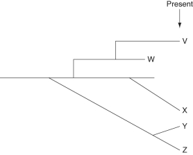 The following questions refer to the evolutionary tree below, whose horizontal axis represents time (present time is on the far right)  and whose vertical axis represents morphological change.    Figure 24.1 -Which of these five species (V-Z) in the evolutionary tree would likely have fossil records indicating that punctuated equilibrium was an important part of their evolutionary history? A) V and W B) V and Y C) X and Y D) W, Y, and Z E) X, Y, and Z