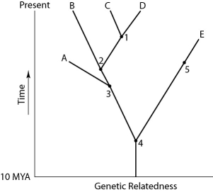 Use Figure 26.1 to answer the following questions.     Figure 26.1 -If this evolutionary tree is an accurate depiction of relatedness, then which of the following should be correct? 1)  The entire tree is based on maximum parsimony. 2)  If all species depicted here make up a taxon, this taxon is monophyletic. 3)  The last common ancestor of species B and C occurred more recently than the last common ancestor of species D and E. 4)  Species A is the direct ancestor of both species B and species C. 5)  The species present at position 3 is ancestral to C, D, and E. A) 2 and 5 B) 1 and 3 C) 3 and 4 D) 2, 3, and 4 E) 1, 2, and 3 