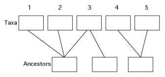 The following questions refer to the hypothetical patterns of taxonomic hierarchy shown in Figure 26.2.      -Which of the following is not True of all horizontally oriented phylogenetic trees, where time advances to the right? A) Each branch point represents a point in absolute time. B) Organisms represented at the base of such trees are ancestral to those represented at higher levels. C) The more branch points that occur between two taxa, the more divergent their DNA sequences should be. D) The common ancestor represented by the rightmost branch point existed more recently in time than the common ancestors represented at branch points located to the left. E) The more branch points there are, the more taxa are likely to be represented.