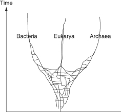 The following questions refer to this phylogenetic tree, depicting the origins of life and of the three domains. Horizontal lines indicate instances of gene or genome transfer.    -If the early history of life on Earth is accurately depicted by this phylogenetic tree, then which statement is least in agreement with the hypothesis proposed by this tree? A) The last universal common ancestor of all extant species is better described as a community of organisms, rather than an individual species. B) The origin of the three domains appears as a polytomy. C) Archaean genomes should contain genes that originated in bacteria, and vice versa. D) Eukaryotes are more closely related to archaeans than to bacteria.