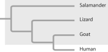 Based on this tree, which of the following statements is not correct?   A) The lineage leading to salamanders was the first to diverge from the other lineages. B) Salamanders are a sister group to the group containing lizards, goats, and humans. C) Salamanders are as closely related to goats as they are to humans. D) Lizards are more closely related to salamanders than lizards are to humans. E) The group highlighted by shading is paraphyletic.