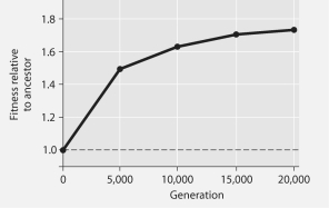 The following questions refer to Figure 27.1 below, which is the same as Figure 27.10 in the textbook. In this 8-year experiment, 12 populations of E. coli, each begun from a single cell, were grown in low-glucose conditions for 20,000 generations. Each culture was introduced to fresh growth medium every 24 hours. Occasionally, samples were removed from the populations, and their fitness in low-glucose conditions was tested against that of members sampled from the ancestral (common ancestor)  E. coli population.     Figure 27.1 -Which term is least closely associated with the others? A) Hfr cells making use of a sex pilus B) rolling circle replication C) the  toilet paper  model of replication D) conjugation involving an F factor E) recombination involving a bacteriophage