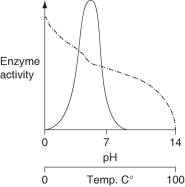 <strong>Consider the thermoacidophile, Sulfolobus acidocaldarius. Which graph most accurately depicts the expected temperature and pH profiles of its enzymes? (NOTE: the horizontal axes of these graphs are double, with pH above, and temperature below.) \text {KEY:}\underline{\quad\quad}\text {pH} \quad \underline{\quad\quad}\text {Temp.} </strong> A) B) C) D)