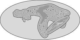 In test tube 1, you observe an organism feeding. Your sketch of the organism looks very similar to Figure 28.1. When light, especially red and blue light, is shone on the tubes, oxygen bubbles accumulate on the inside of test tubes 2 and 3. Chemical analysis of test tube 3 indicates the presence of substantial amounts of silica. Chemical analysis of test tube 2 indicates the presence of a chemical that is toxic to fish and humans. Microscopic analysis of organisms in tubes 2, 4, and 5 reveals the presence of permanent, membrane-bounded sacs just under the plasma membrane. Microscopic analysis of organisms in tube 4 reveals the presence of an apicoplast in each. Microscopic analysis of the contents in tube 5 reveals the presence of one large nucleus and several small nuclei in each organism.     Figure 28.1 You are given five test tubes, each containing an unknown protist, and your task is to read the description below and match these five protists to the correct test tube. -Test tube 1 contains A) Paramecium B) Navicula (diatom)  C) Pfiesteria (dinoflagellate)  D) Entamoeba E) Plasmodium