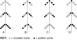 In most pine species, pollen cones and seed (ovulate)cones are borne on the same tree. In a habitat where few air currents exist at, or near, the forest floor but nearly continuous in the tree canopy, which of these is the most adaptive arrangement of the two kinds of cones on pines in this habitat?   