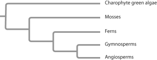 Use the letters A-D to label where on the phylogenetic tree each of the following derived characters appeared. A)flowers B)embryos C)seeds D)vascular tissue  