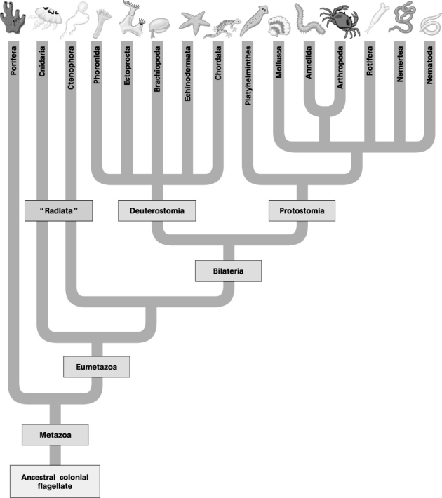 The following eight questions refer to Figure 32.2A (morphological)  and Figure 32.2B (molecular)  phylogenetic trees of the animal kingdom.     Figure 32.2A: Morphological Phylogeny     Figure 32.2B: Molecular Phylogeny -What is True of the deuterostomes in the molecular phylogeny (Fig. 32.2B) that is NOT True in the traditional phylogeny (Fig. 32.2A) ? A)  Deuterostomia  is a clade. B) to maintain Deuterostoia as a clade, some phyla had to be removed from it. C) Deuterostomia now includes the Acoela. D) It is actually a grade, rather than a clade. E) It diverged from the rest of the Bilateria earlier than did the Acoela.