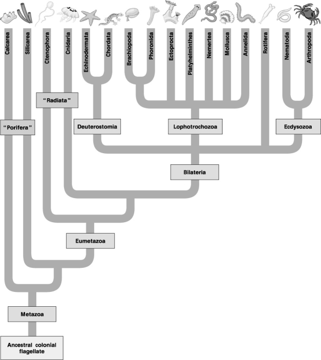 The following eight questions refer to Figure 32.2A (morphological)  and Figure 32.2B (molecular)  phylogenetic trees of the animal kingdom.     Figure 32.2A: Morphological Phylogeny     Figure 32.2B: Molecular Phylogeny -What is True of the deuterostomes in the molecular phylogeny (Fig. 32.2B) that is NOT True in the traditional phylogeny (Fig. 32.2A) ? A)  Deuterostomia  is a clade. B) to maintain Deuterostoia as a clade, some phyla had to be removed from it. C) Deuterostomia now includes the Acoela. D) It is actually a grade, rather than a clade. E) It diverged from the rest of the Bilateria earlier than did the Acoela.