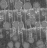 On this cross section from a woody eudicot, label a growth ring, late wood, early wood, and a vessel element. Then draw an arrow in the pith-to-cork direction.   