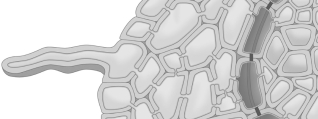 Trace the uptake of water and minerals from root hairs to the vessels in a root, following a symplastic route and an apoplastic route. Label the routes.   