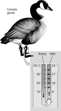 The following questions refer to Figure 40.1.     Figure 40.1 -What does the difference in temperature between arteries and veins in the goose's legs indicate? A) The legs need to be kept cool so that muscles will function well. B) The feet need to be kept at the same temperature as the abdomen so that the feet do not freeze in water. C) Minimizing the temperature difference between the feet and the abdomen means the goose will lose less heat. D) The arterial blood is always cooler in the abdomen, compared to its temperature in the feet of the goose. E) The goose's feet function well even when their temperature falls below freezing.