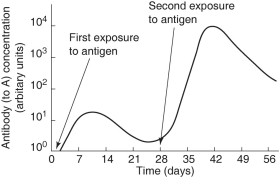 Use the graph in Figure 43.1 to answer the following questions.     Figure 43.1 -When would you find antibodies being produced? A) between 3 and 7 days B) between 14 and 21 days C) between 28 and 35 days D) 14-21 and 42-56 days E) both A and C