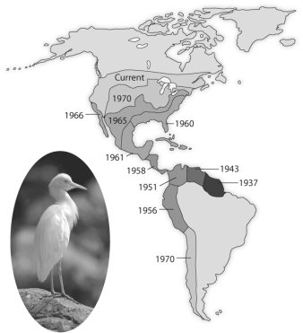Use the following diagram from the text showing the spread of the cattle egret, Bulbulcus ibis, since its arrival in the New World, to answer the following question.     Figure 52.1 -Air masses formed over the Pacific Ocean are moved by prevailing westerlies where they encounter extensive north-south mountain ranges, such as the Sierra Nevada and the Cascades. Which statement best describes the changes that these air masses undergo? A) The cool, moist Pacific air heats up as it rises, releasing its precipitation as it passes the tops of the mountains, and this warm, now dry air cools as it descends on the leeward side of the range. B) The warm, moist Pacific air rises and cools, releasing precipitation as it moves up the windward side of the range, and this cool, now dry air mass heats up as it descends on the leeward side of the range. C) The cool, dry Pacific air heats and picks up moisture from evaporation of the snowcapped peaks of the mountain range, releasing this moisture as precipitation as the air cools as it descends on the leeward side of the range. D) These air masses are blocked by these mountain ranges producing high annual amounts of precipitation on the windward sides of these mountain ranges. E) These air masses remain essentially unchanged in moisture content and temperature as they pass over these mountain ranges.