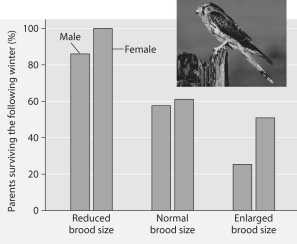 Please read the paragraph below and review Figure 53.2 to answer the following questions. Researchers in the Netherlands studied the effects of parental caregiving in European kestrels over 5 years. The researchers transferred chicks among nests to produce reduced broods (three or four chicks) , normal broods (five or six) , and enlarged broods (seven or eight) . They then measured the percentage of male and female parent birds that survived the following winter. (Both males and females provide care for chicks.)      Brood Size Manipulations in the Kestrel: Effects on Offspring and Parent Survival Figure 53.2 -Which of the following pairs of reproductive strategies is consistent with energetic trade-off and reproductive success? A) Pioneer species of plants produce many very small, highly airborne seeds, while large elephants that are very good parents produce many offspring. B) Female rabbits that suffer high predation rates may produce several litters per breeding season, and coconuts produce few fruits, but most survive when they encounter proper growing conditions. C) Species that have to broadcast to distant habitats tend to produce seeds with heavy protective seed coats, and animals that are caring parents produce fewer offspring with lower infant mortality. D) Free-living insects lay thousands of eggs and provide no parental care, while flowers take good care of their seeds until they are ready to germinate. E) Some mammals will not reproduce when environmental resources are low so they can survive until conditions get better, and plants that produce many small seeds are likely found in stable environments.