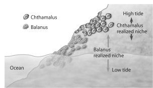 Use the following diagram of Joseph Connell's study of barnacle distribution in Scotland to answer the following two questions.     Figure 54.1 -Which of the following is a good description of an ecological niche? A) the  address  of an organism B) synonymous with an organism's specific trophic level C) how an organism uses the biotic and abiotic resources in the community D) the organism's role in recycling nutrients in its habitat E) the interactions of the organism with other members of the community