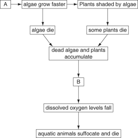 Use the incomplete diagram below, illustrating some of the steps involved in eutrophication to answer the following questions.    Figure 55.3 -What would be a likely entry for box B? A) decomposer population carries on cellular respiration and uses up oxygen B) plants no longer producing oxygen C) warm water holding less oxygen than cold water D) fish that cannot acclimate to low oxygen levels E) carbon dioxide building up from cellular respiration by decomposers