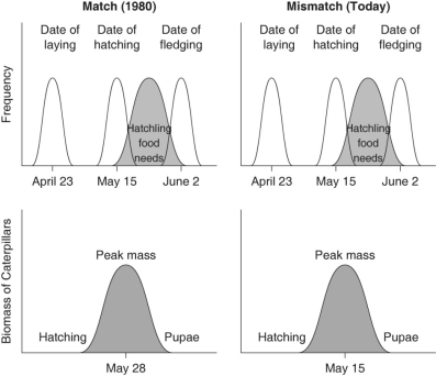Use the information below to answer the following questions. Flycatcher birds that migrate from Africa to Europe feed their nestlings mostly with moth caterpillars. The data presented show the mean dates of egg laying, hatching, and fledging of flycatcher young, and the 1980 and 2000 peak mass of caterpillars.     Figure 55.4 -The most likely cause for the shift in caterpillar peak mass is A) pesticide use. B) earlier migration returns of flycatchers. C) an innate change of biological clock by caterpillars. D) global warming. E) a decrease in the amount of calcium in the ecosystem.