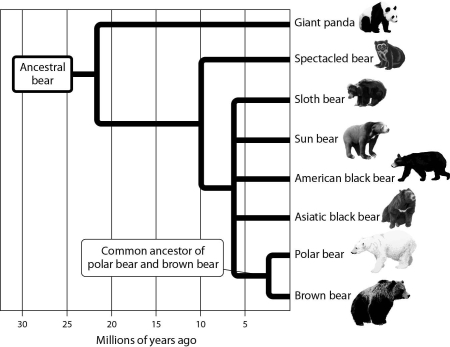 Using the branching tree of life for bears depicted in the accompanying figure,choose from among the following bear species the one that is most distantly related to the sun bear.   A)  brown bear B)  sloth bear C)  spectacled bear D)  giant panda