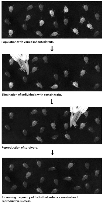 In the process of evolution by natural selection illustrated in the accompanying figure,which of the following is the mechanism or agent of natural selection?   A)  artificial selection B)  selective breeding C)  selective predation D)  selective beetles