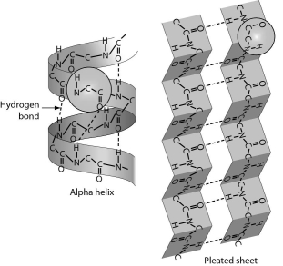 The figure below shows ______.   A)  DNA B)  RNA C)  protein secondary structure D)  hydrolysis