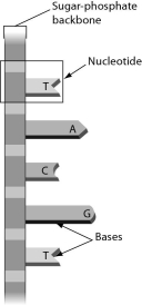 The figure below shows ______.   A)  a single strand of RNA B)  double-stranded RNA C)  a single strand of DNA D)  double-stranded DNA