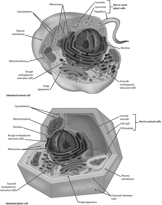 Examine the structures of the plant and animal cells below.Which of the following organelles connect(s) to the nuclear envelope?   A)  the Golgi apparatus B)  lysosomes C)  mitochondria D)  the endoplasmic reticulum