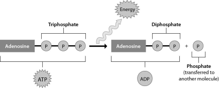 The figure below shows that ______.   A)  ADP can perform cellular work when it binds to an additional phosphate group B)  ATP can perform cellular work when it releases a phosphate group C)  ATP can be converted to ADP by adding a phosphate group D)  energy is released from ATP during the process of cellular respiration