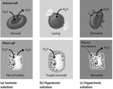 Examine the cells below.Cells with a higher concentration of ions than the surrounding medium tend to ______.   A)  stay about the same size and shape B)  expand C)  shrink D)  divide