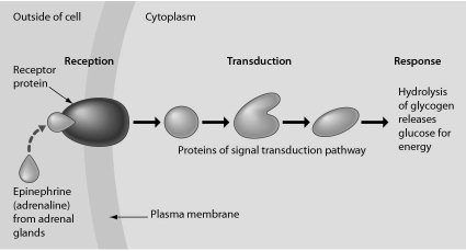 Examine the following figure.Imagine that cell signaling using a signal transduction pathway is like a person answering the door after hearing the doorbell ring.Which structure in this figure is like the button for the doorbell?   A)  epinephrine B)  the receptor protein C)  proteins of the signal transduction pathway D)  the plasma membrane