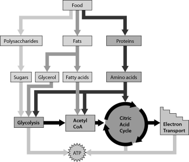 The figure below shows that ______.   A)  amino acids can move directly into the electron transport chain B)  our cells can use sugars, fatty acids, and amino acids to produce ATP C)  our cells can produce ATP only from glucose D)  our cells can produce ATP from sugars and glycerol, but not fatty acids
