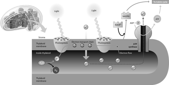 Refer to the accompanying figure.Which of the following best describes the direct mechanism of ATP production during photosynthesis?   A)  use of the energy generated as hydrogen ions (H<sup>+</sup>)  move up a proton gradient; this energy is used to make ATP B)  use of the energy released as excited electrons are passed from one molecule to another in the electron transport system; the energy is converted to the chemical bond energy of ATP C)  use of the energy stored in excited electrons; as the electrons move from the excited state to the ground state, the energy released is converted to the energy stored in the third phosphate bond in ATP D)  use of the energy stored in hydrogen ion (H<sup>+</sup>)  gradients; the potential energy of the proton gradient is released as the protons move down their gradient through special membrane protein channels; this energy is converted to chemical bond energy in the ATP molecule