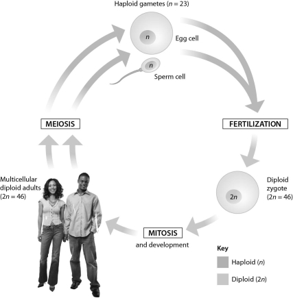 <strong>This diagram of the human life cycle shows that ______. </strong> A) meiosis produces a diploid zygote B) meiosis produces haploid sperm and egg cells C) fertilization produces a haploid zygote D) a diploid zygote undergoes meiosis to produce an adult human