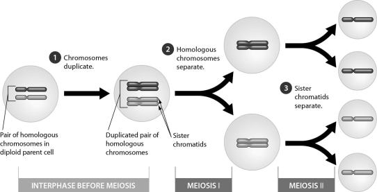 <strong>The following figure shows that ______. </strong> A) meiosis results in the formation of four haploid daughter cells B) fertilization results in four haploid daughter cells C) the human 2n number is 4 D) meiosis forms diploid gametes