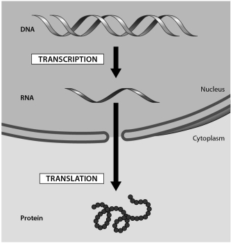 The figure below shows the flow of genetic information in a eukaryotic cell.The transfer of information from DNA into an RNA molecule is known as ______.   A)  DNA replication B)  transcription C)  polypeptide D)  translation