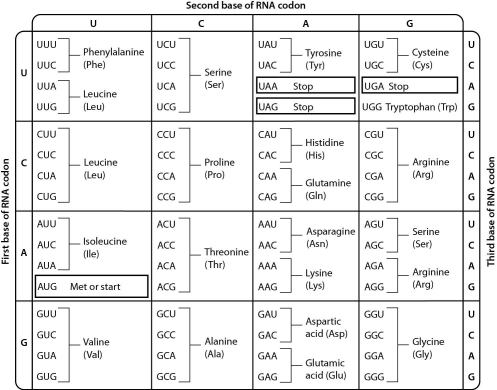 Examine the genetic code table,shown below.The codon AGC codes for the amino acid ______.   A)  serine B)  arginine C)  threonine D)  alanine