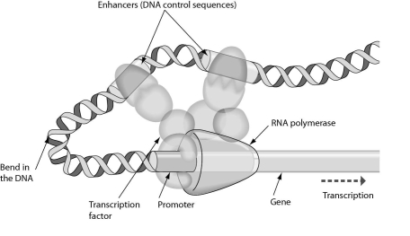 Examine the figure below.The initiation of transcription requires that enhancers bind to _____.   A)  DNA B)  the promoter C)  transcription factors D)  RNA polymerase