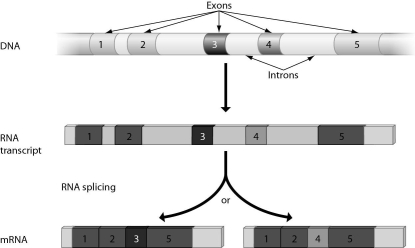 The figure below illustrates ______.   A)  transcription factors B)  activators C)  alternative RNA splicing D)  protein activation