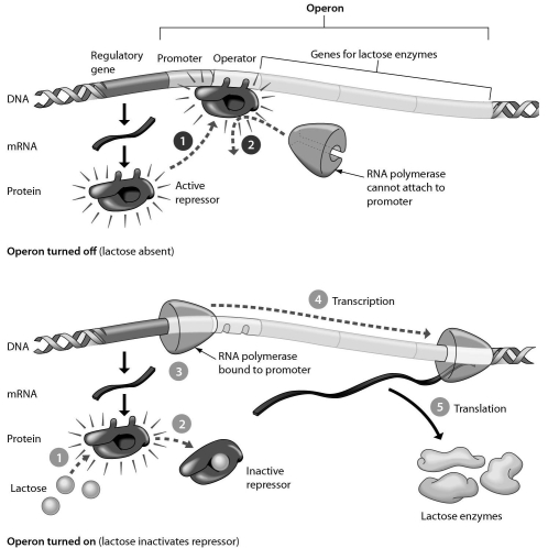 The lac operon is shown in the accompanying figure.Answer the following question after reviewing the figure.The lac operon is usually in the ______ position and is activated by ______.   A)  on... the repressor B)  off... lactose C)  of... the repressor D)  on... the promoter
