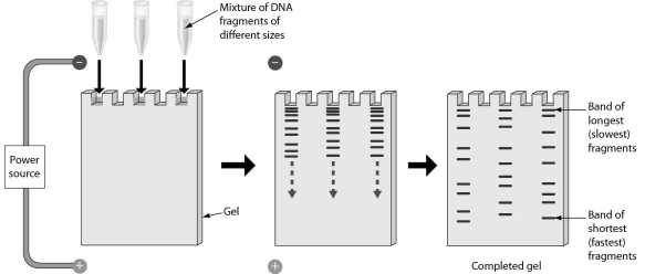 The following figure shows that gel electrophoresis can be used to separate repetitive DNA sequences. Gel electrophoresis separates DNA fragments because ______.   A)  double stranded moves slower than single stranded DNA B)  of ratios of guanine to cytosine C)  the DNA fragments have different lengths D)  of the salt concentration in the gel matrix