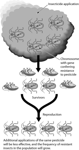 The figure below shows what happens in insect populations when crops are sprayed with insecticides.This is an example of ______.   A)  natural selection B)  genetic drift C)  founder effect D)  gene flow