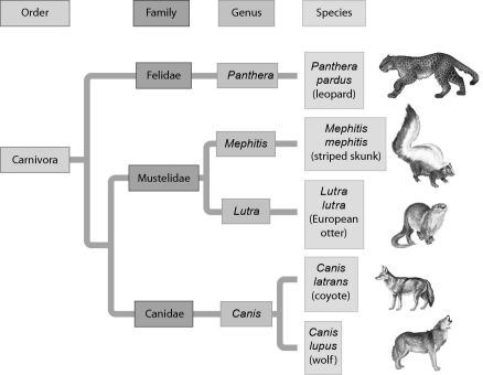 <strong>Examine the evolutionary relationships represented in the following figure.Based upon this diagram,the two most closely related species are ______.  </strong> A) leopards and striped skunks B) leopards and European otters C) European otters and coyotes D) coyotes and wolves <div style=padding-top: 35px> 