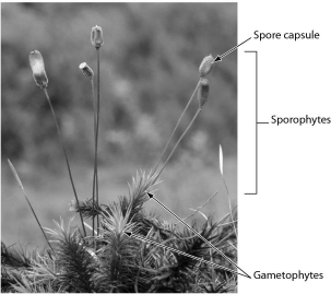 <strong>What is this organism? </strong> A) fern B) fungus C) bryophyte D) gymnosperm