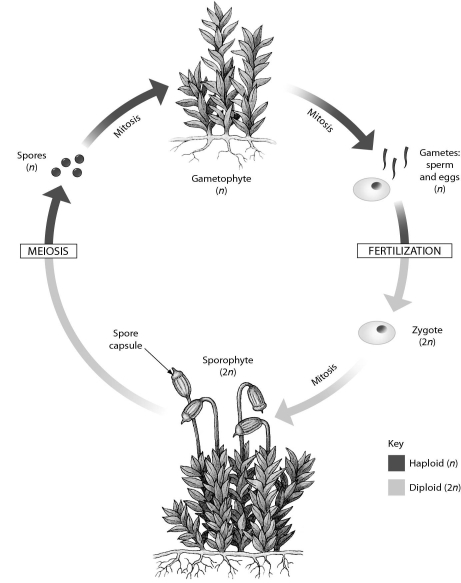 This diagram shows what process?   A)  origin of plants from green algae B)  alternation of generations C)  angiosperm life cycle D)  gymnosperm life cycle