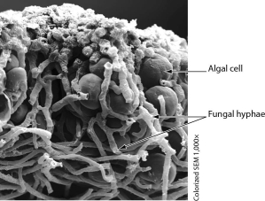 The photo below shows ______.   A)  the fungal production of antibiotics B)  mycorrhizae, a mutually beneficial symbiosis C)  a parasitic fungus attacking an algal cell D)  a lichen, a mutually beneficial symbiosis